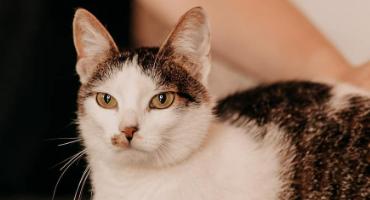 Kitka