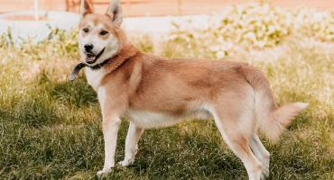 Hachiko