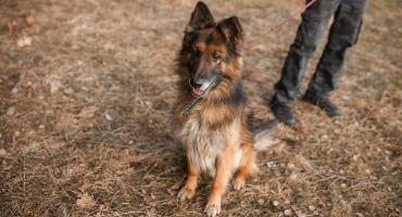 Lassie