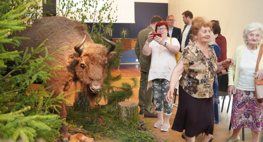 1.	W muzeum można zobaczyć żubra w jego naturalnych rozmiarach i środowisku, które pomogło zaaranżować Nadleśnictwo Wieluń fot.: Muzeum Ziemi Wieluńskiej 