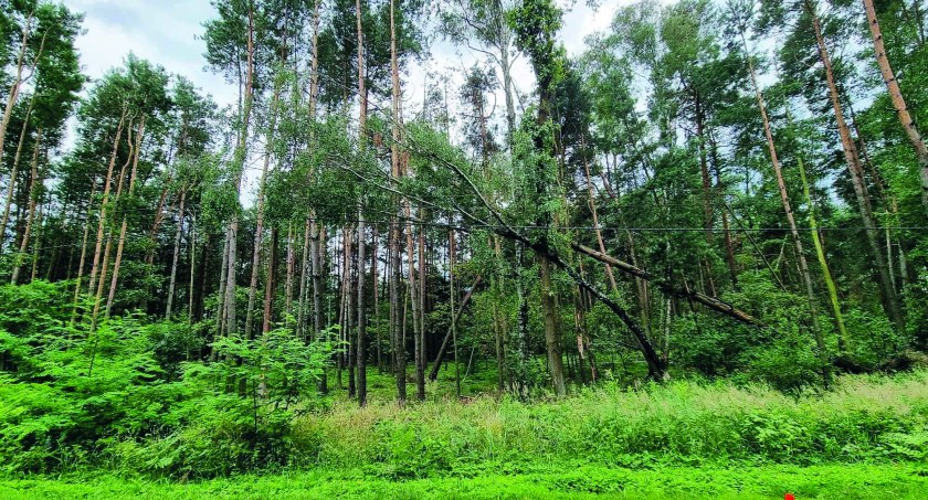 Strażacy walczyli z gałęziami zagrażającymi linii energetycznej  fot.: Ochotnicza Straż Pożarna w Węglewicach 