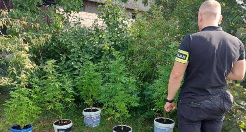 Na zdjęciu konopie, hodowane przez 31-latka / Fot. KPP Łęczyca 