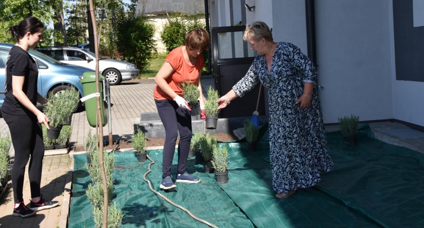 Nasadzenia klonów i lawendy rozpoczęły się w piątkowe (8 września) przedpołudnie / fot.: Katarzyna Cieślik