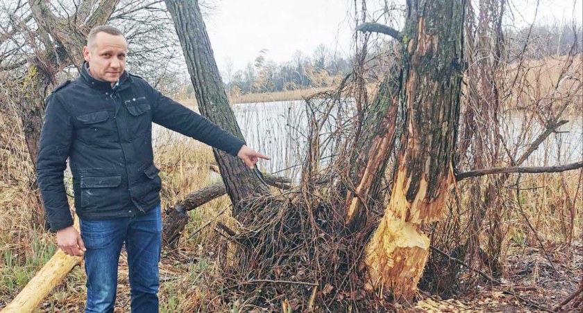 Paweł Dłubak z Urzędu Gminy w Sulmierzycach pokazuje efekty działalności bobrów przy jednym ze zbiorników wodnych fot.: Sławomir Rajch