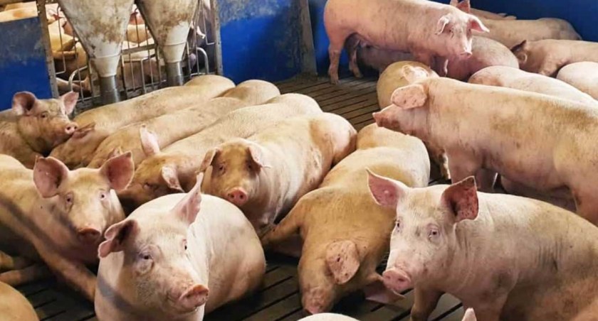 Tysiące zdrowych świń zostanie zabita i zutylizowana w ramach walki z afrykańskim pomorem świń. Hodowcy rozpaczają, tracąc niejednokrotnie życiowy dorobek fot.: Sławomir Rajch