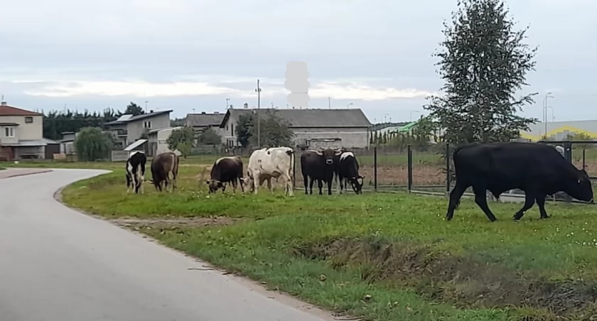 fot. KPP Zduńska Wola