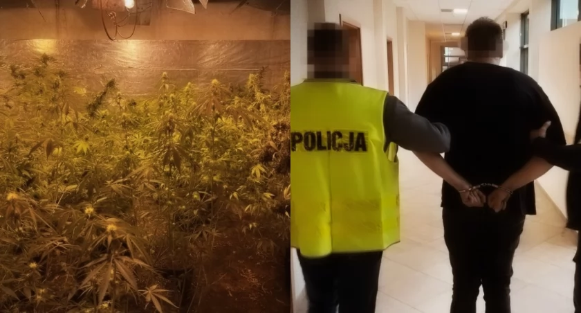 Na zdjęciu uprawa konopi w piwnicy, a także fragment z zatrzymania mężczyzny przez policję / Fot. KPP Tomaszów Mazowiecki 