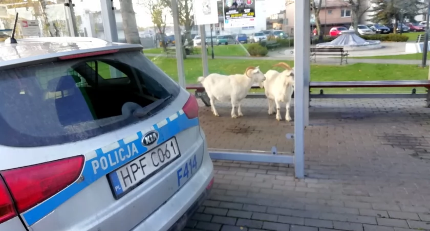 fot. KMP Piotrków Trybunalski