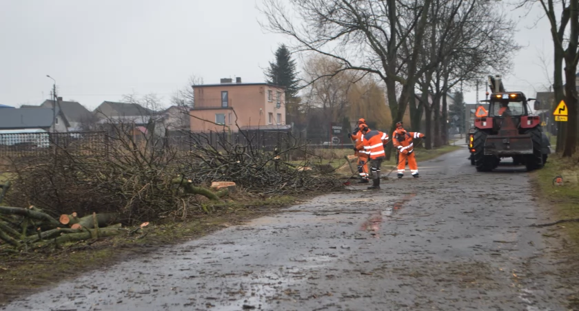 Wycinkę drzew prowadzi firma 