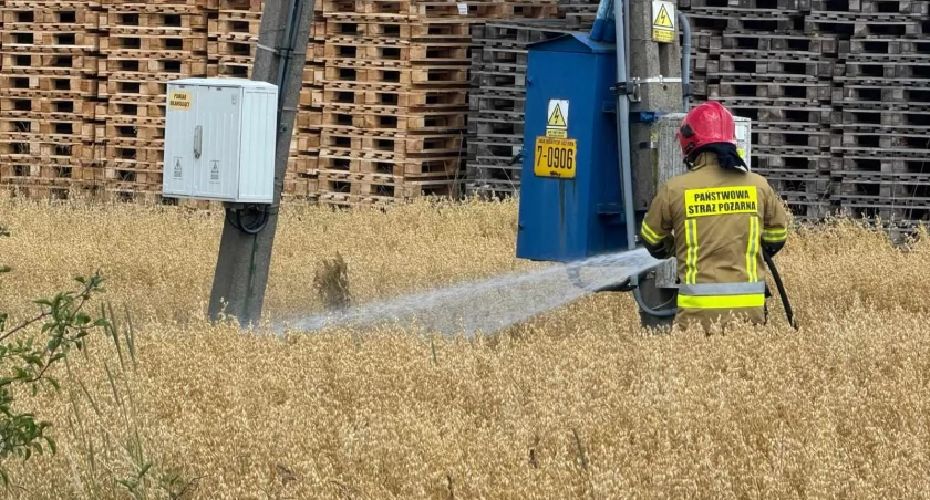 Działania strażaków polegały na dogaszaniu zboża, które zapaliło się przy transformatorze w Gaszynie/fot.: Sławomir Rajch 