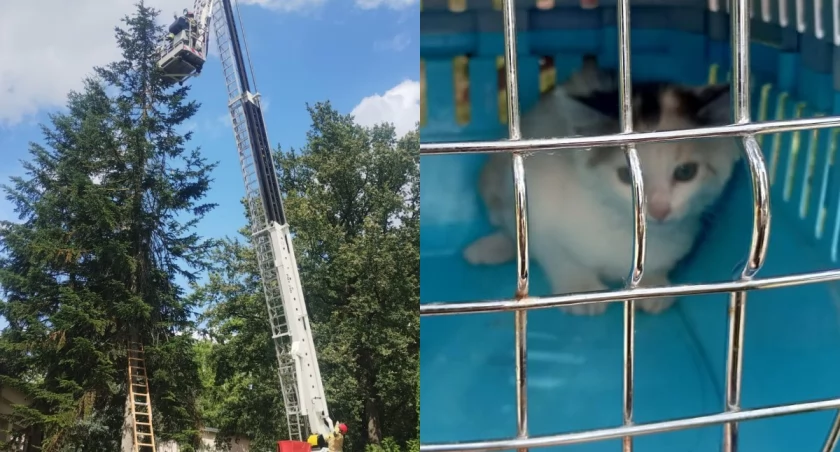 Na zdjęciu fragmenty wtorkowej akcji w Trębaczewie / Fot. Facebook / Komenda Powiatowa PSP w Pajęcznie