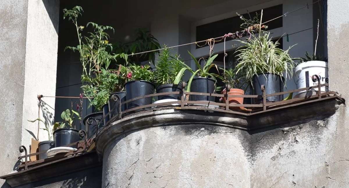 Na zdjęciu balkon, na którym 47-latek uprawiał konopie / Fot. KPP Kępno