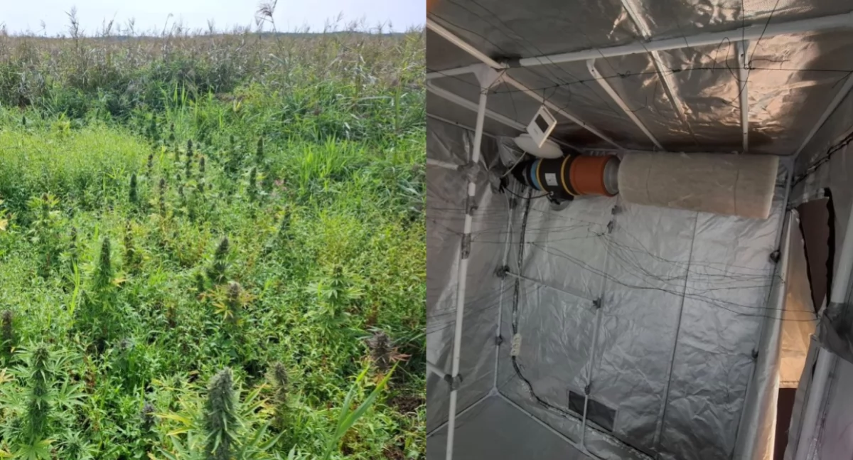 Na zdjęciu plantacja konopi oraz sprzęt wykorzystywany do produkcji marihuany / Fot. KPP Bełchatów