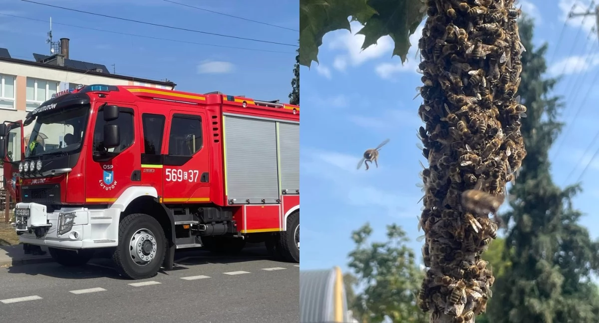 Na zdjęciu fragmenty akcji strażaków z Lututowa, którzy uratowali gniazdo pszczół / Fot. Facebook / KSRG Ochotnicza Straż Pożarna Lututów