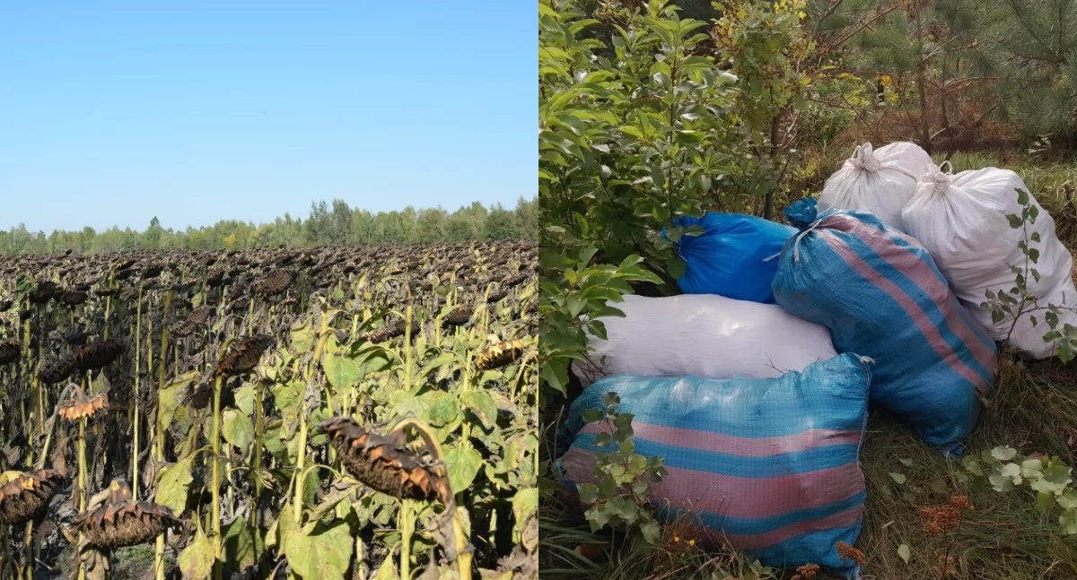 Na zdjęciu miejsce kradzieży słonecznika / Fot. KPP Bełchatów