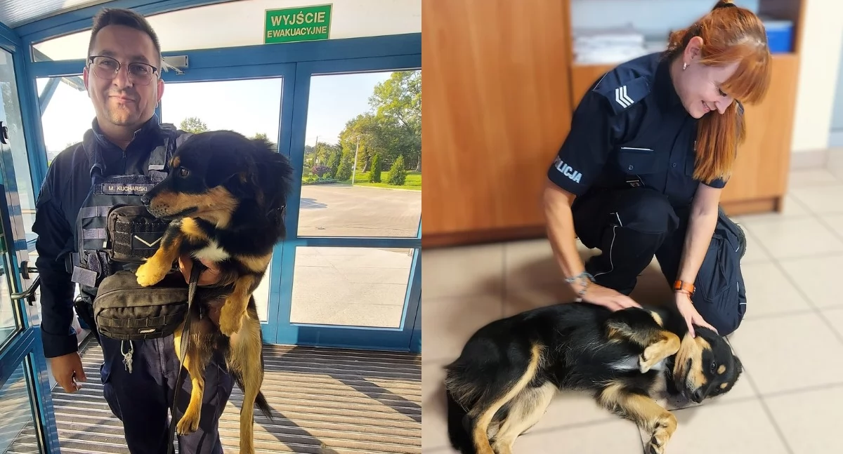 Na zdjęciu znaleziony pies, który skradł serca zduńskowolskich policjantów / Fot. KPP Zduńska Wola