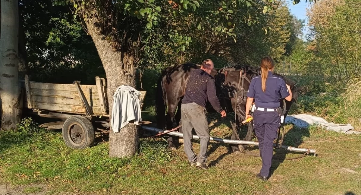 fot.