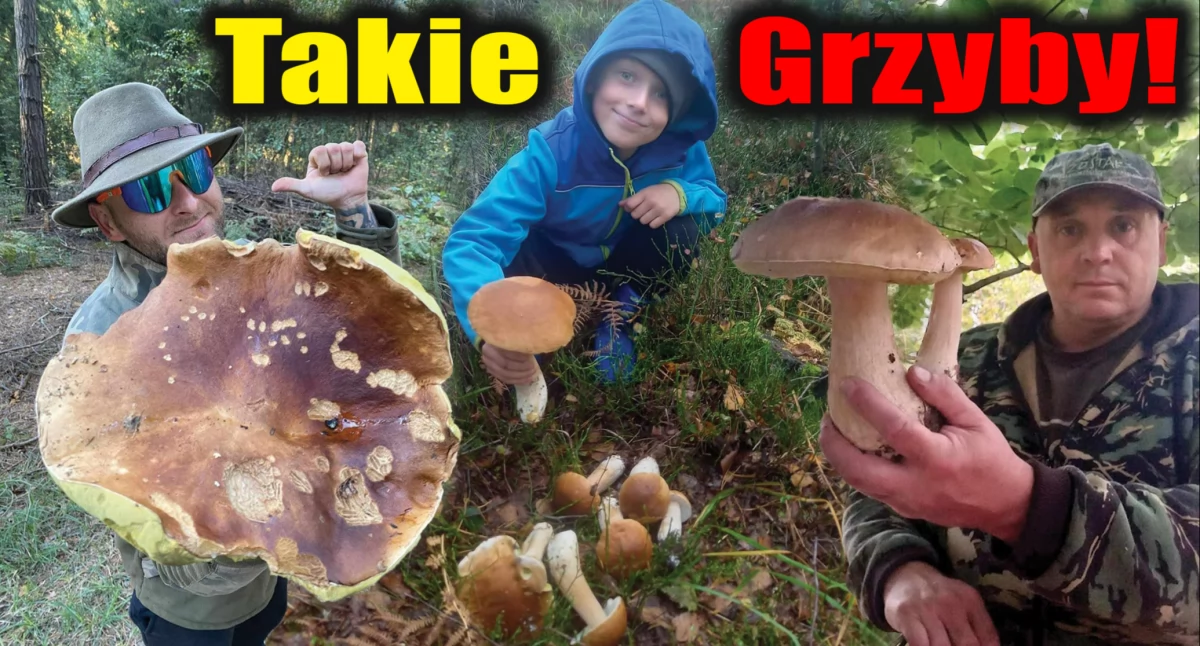 Na zdjęciach grzybiarze i ich zbiory z lasów na naszym terenie