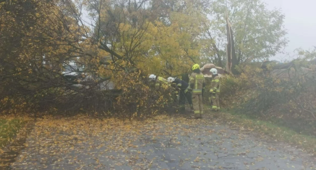 Niedziela, 13 października, upłynęła strażakom pod znakiem usuwania powalonych drzew/fot.: OSP Czarnożyły, OSP Komorniki i OSP Skomlin 