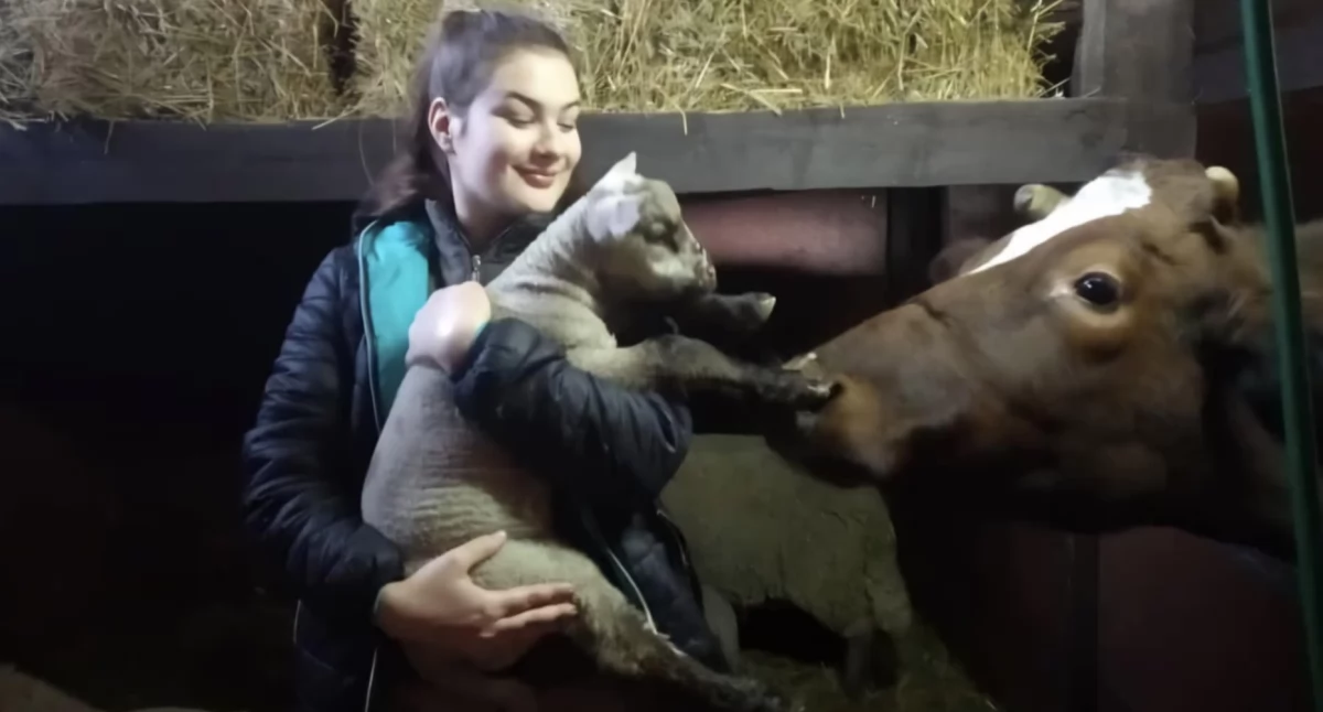 Choroba niebieskiego języka atakuje krowy, owce i kozy/ fot.: Karolina Trąpczyńska