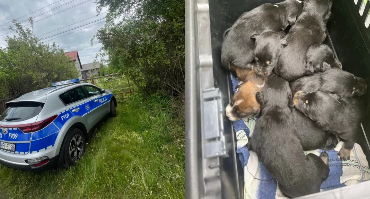 Na zdjęciu znalezione przez policjantów szczeniaki / Fot. KPP Bełchatów