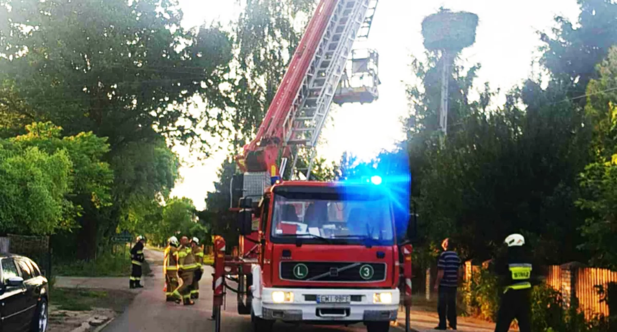 Zdjęcia z akcji ratującej młodego bociana, który wypadł z gniazda / fot.: Czytelnik