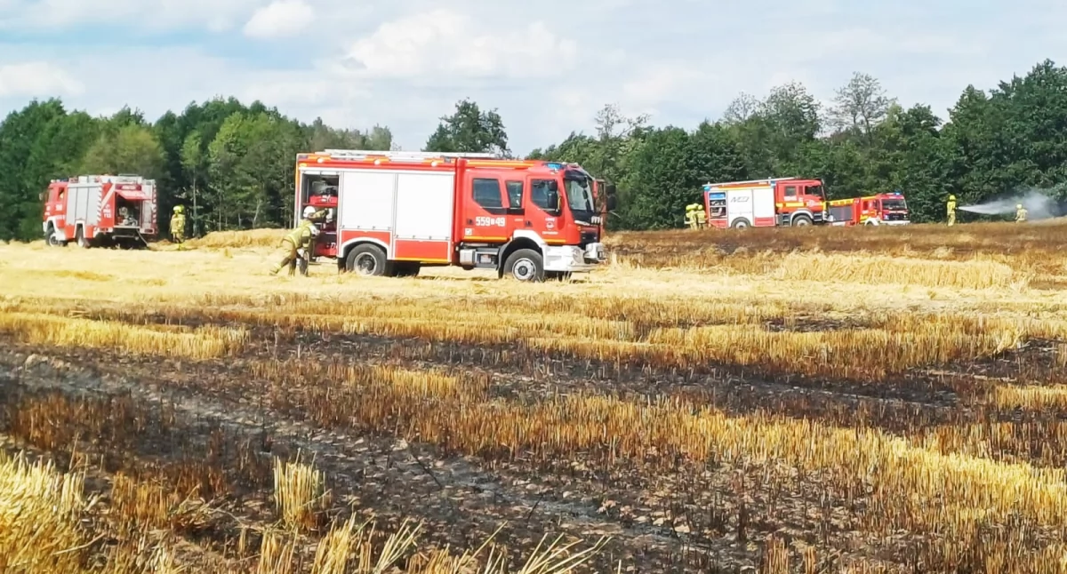 Zdjęcie z pożaru zboża i ścierniska w Pątnowie / fot.: Elżbieta Mizak