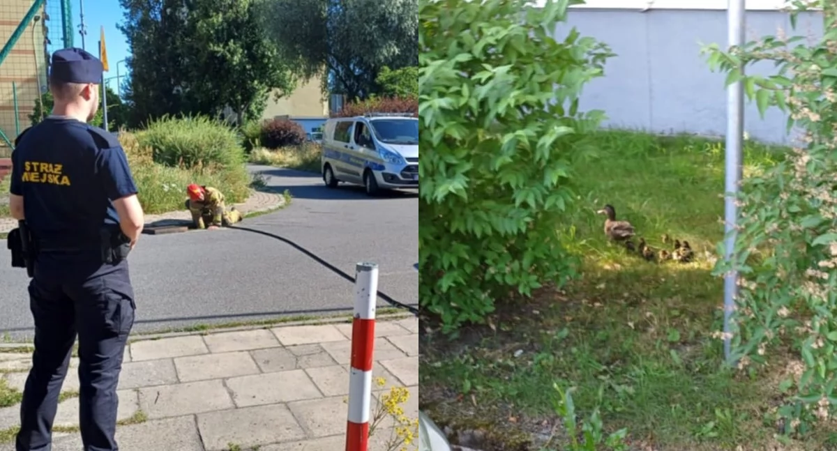 Na zdjęciu moment ratowania małych kaczek / Fot. Facebook / Straż Miejska w Bełchatowie