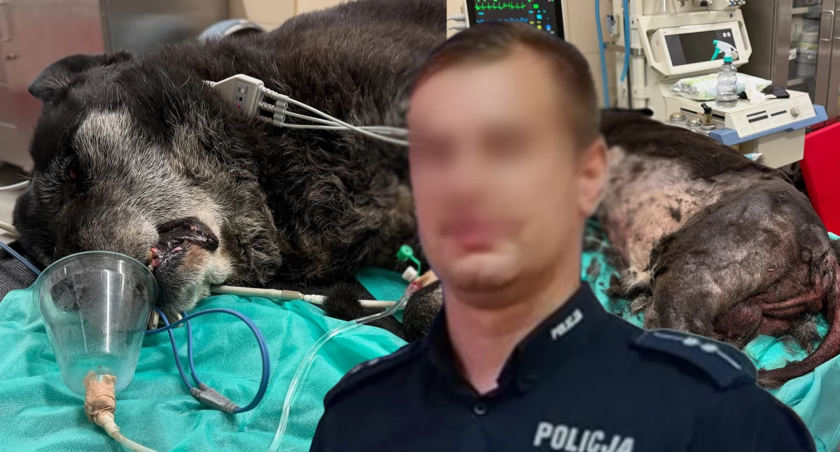 Zdjęcia z interwencji DIOZ w gminie Czarnożyły, na posesji policjanta wieluńskiej policji / fot.: DIOZ