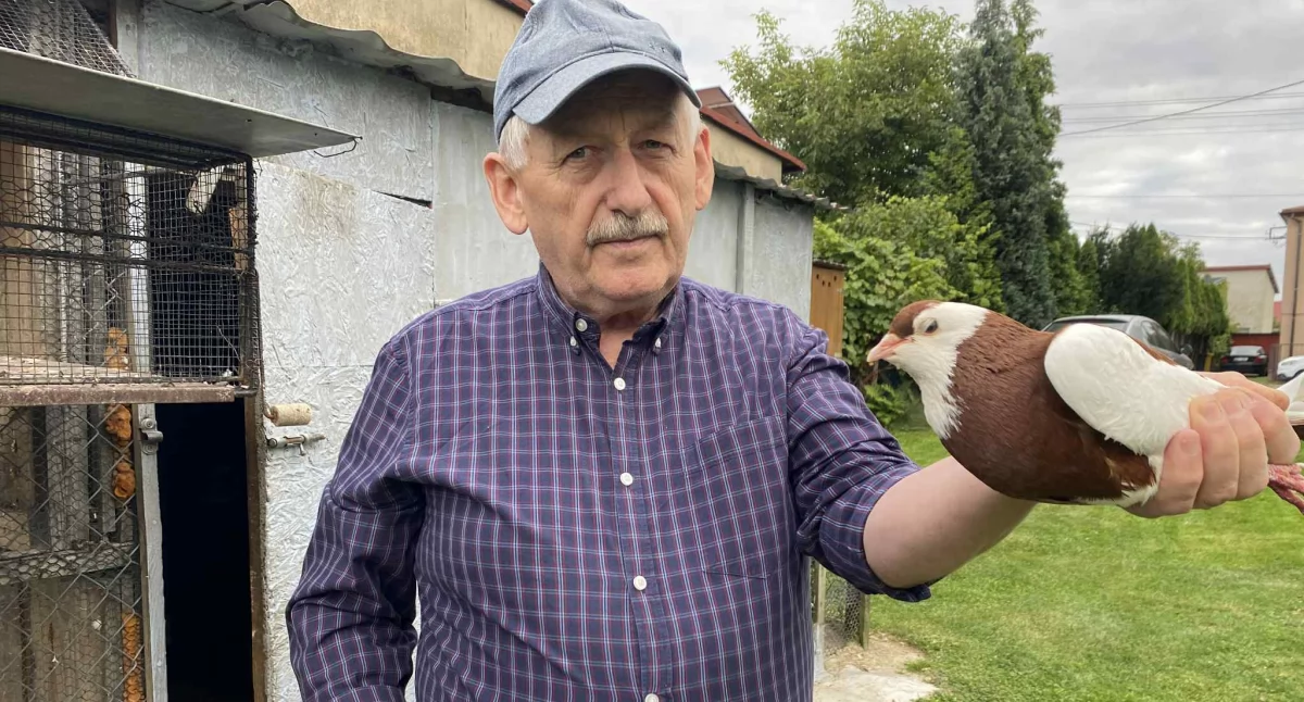 Na zdjęciu Gerard Kierach, hodowca gołębi rasowych z Sulmierzyc/fot.: Iwona Domagała