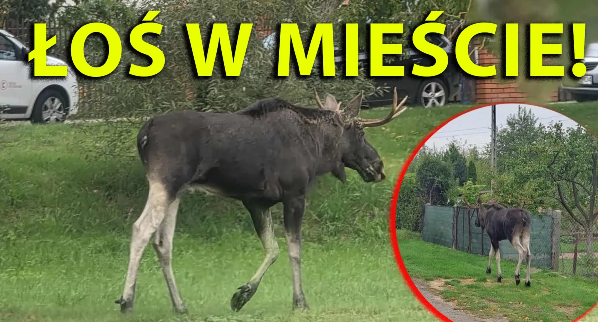Łoś zdecydował się na wycieczkę do miasta Bełchatów / fot.: Straż Miejska w Bełchatowie