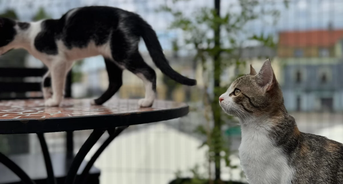 W wieluńskiej kawiarnii Catpuccino zdecydowanie rządzą koty/fot. Mateusz Łebek