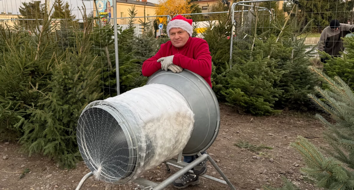Przedświąteczny handel w Wieluniu nabiera tempa. Sprawdzamy, jak kształtują się tegoroczne ceny choinek przy Eraparku i rondzie Olejnika oraz ile kosztuje kilogram karpia u lokalnych sprzedawców. /fot. Caspar Zych