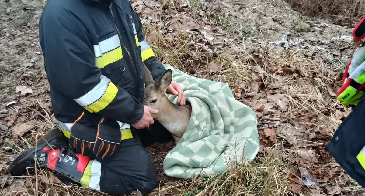 Na zdjęciu uratowana sarna / Fot. Facebook / OSP Wola Przerębska