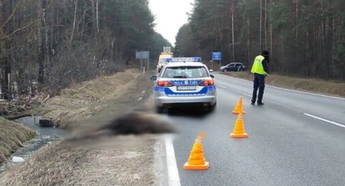Na zdjęciu wypadek drogowy z udziałem zwierzęcia. Zderzenie z łosiem / fot.: KPP w Opocznie