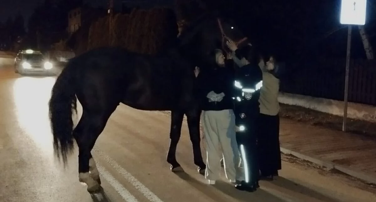 Na zdjęciu koń, który biegał po ulicach Radomska / Fot. KPP Radomsko 