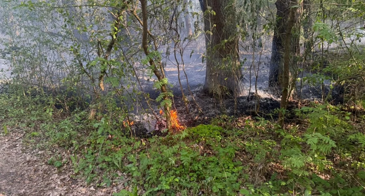 Zdjęcie pokazuje pożar lasu w Rząśni. / fot.: OSP KSRG Rząśnia
