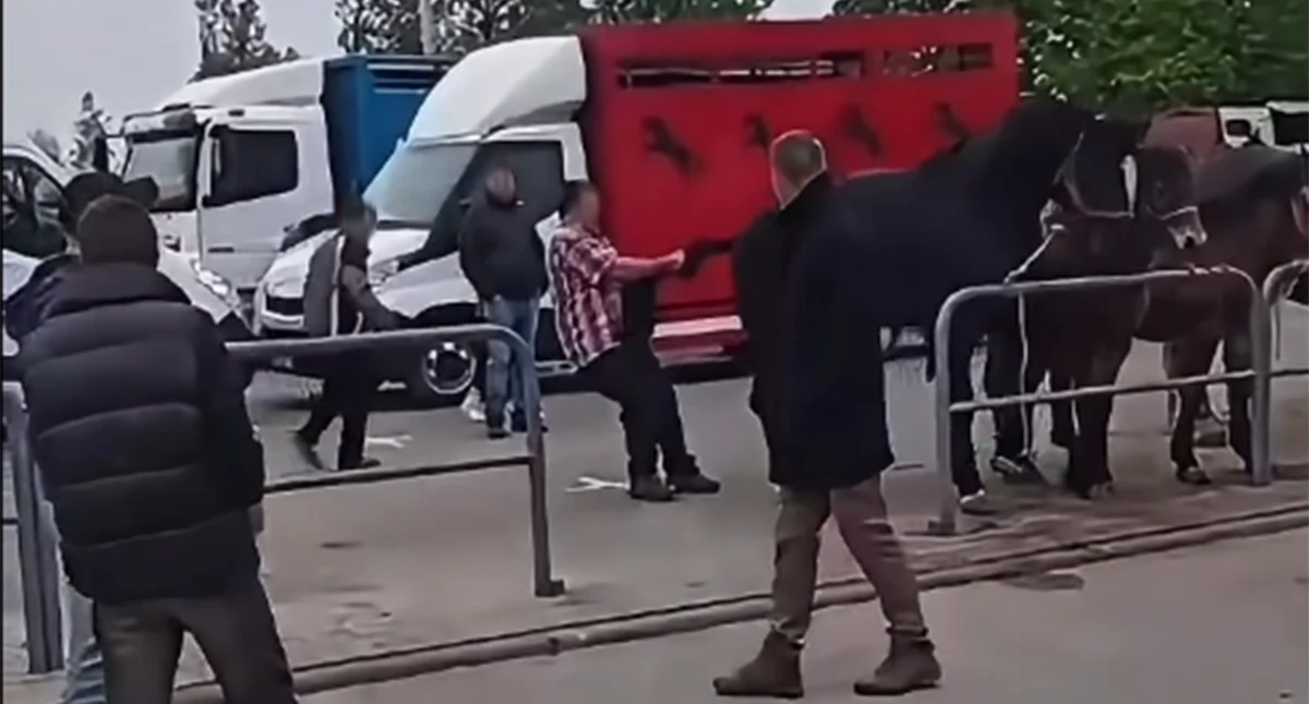 Stopklatka z filmiku, który pojawił się w Internecie. Widać na nim wyraźnie, że pijany człowiek znęca się nad koniem i dostaje od niego nauczkę 