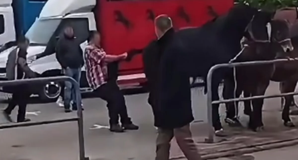 kryminalne, Oprawca targów końskich Pajęcznie pojeździ dorożką Krakowskim Rynku - zdjęcie, fotografia