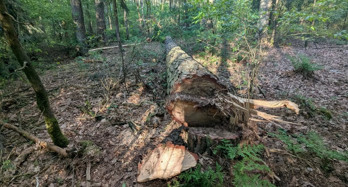 Zdjęcie pokazuje ścięte drzewo, na którym znajdowało się gniazdo Bielików. / fot.: Komitet Ochrony Orłów