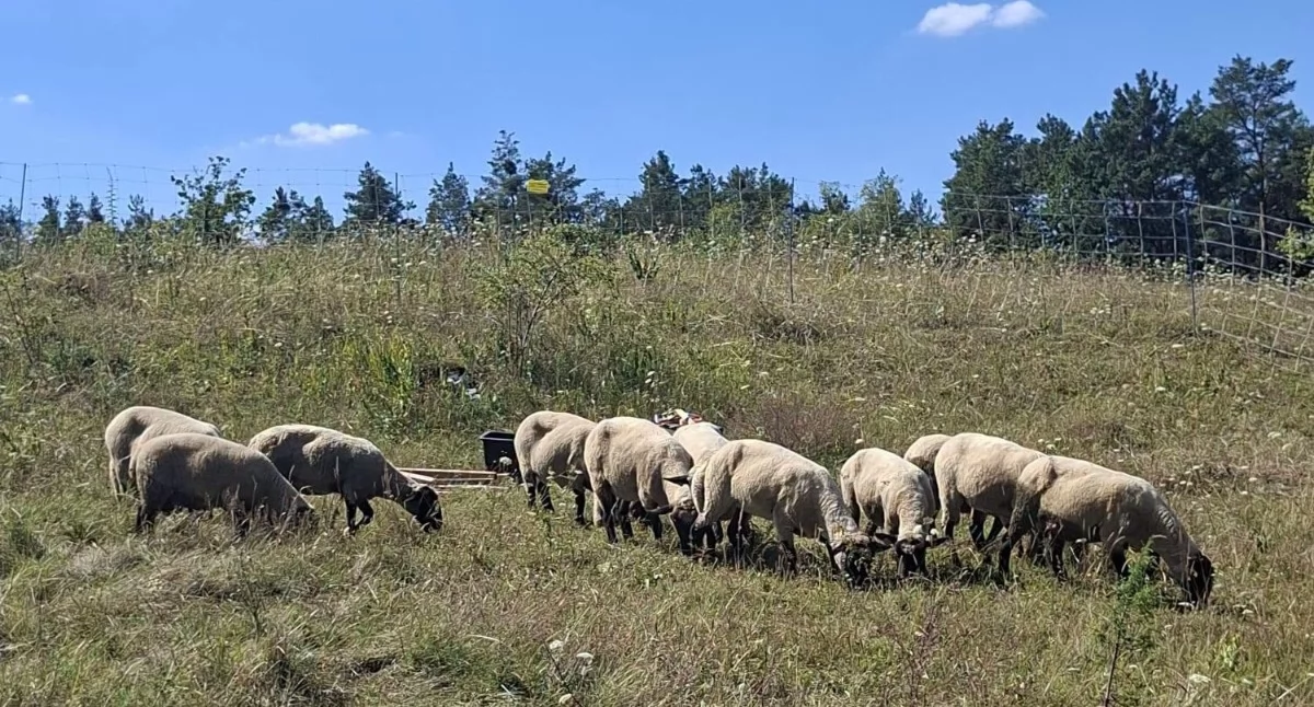 Na zdjęciu owce, które będą dbać o ciepłolubne murawy kserotermiczne na wapiennym wzgórzu Zelce/fot.: Nadleśnictwo Wieluń