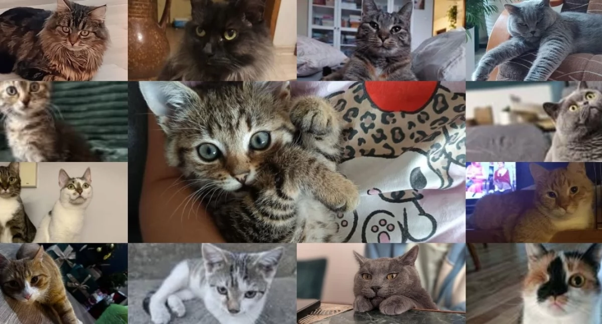 Na zdjęciu koty naszych czytelników / Fot. Facebook