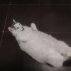 zdjęcie nr 36