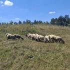 fot.: Nadleśnictwo Wieluń