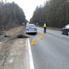 Na zdjęciu wypadek drogowy z udziałem zwierzęcia. Zderzenie z łosiem / fot.: KPP w...