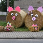 zdjęcie nr 12