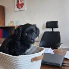 Zdjęcie pokazuje burmistrza Bolesławca wraz z nowym pupilem. / Fot.: Gmina Bolesławiec