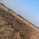 fot.: OSP KSRG Sulmierzyce