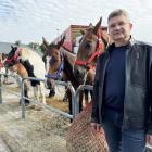Targi końskie w Pajęcznie / fot.: Sławomir Rajch