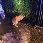Na zdjęciu druhowie z OSP KSRG Sulmierzyce ratują uwięzionego psa / fot.: OSP KSRG...